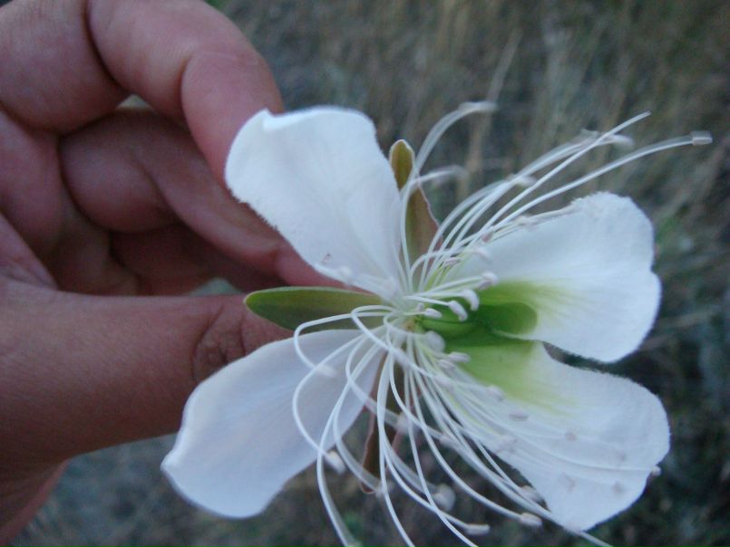 №114, Анастасия Рак, Днепр (Днепропетровск) №114, Анастасия Рак, Днепр (Днепропетровск)