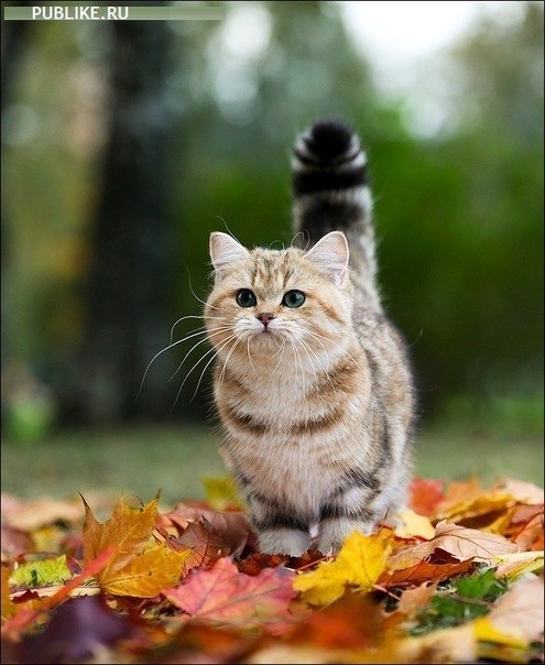 Настасья Кладинова | Санкт-Петербург