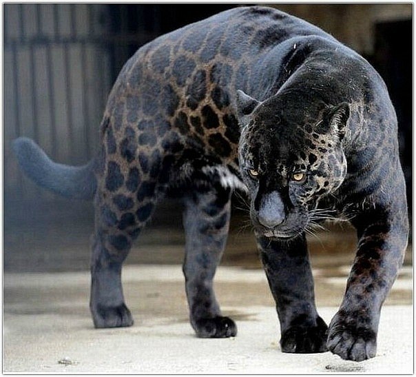 Lubochka Karavaeva | 