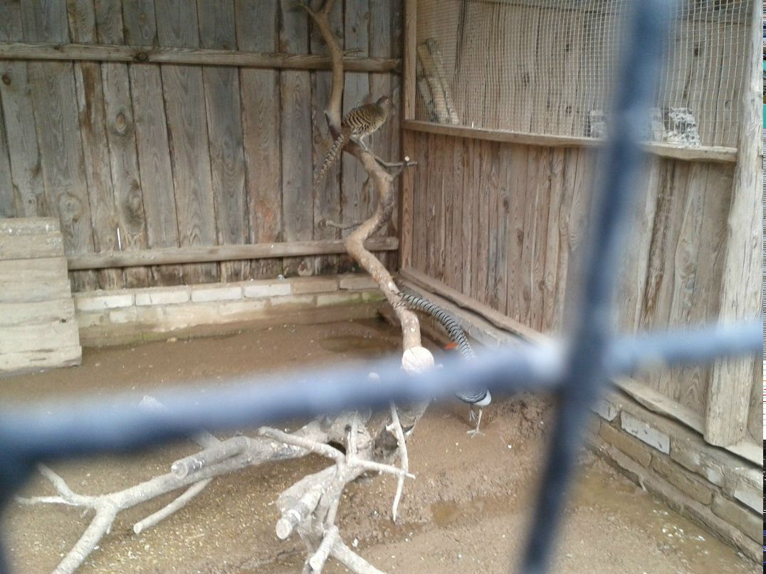 Тамарка Николаева | Псков