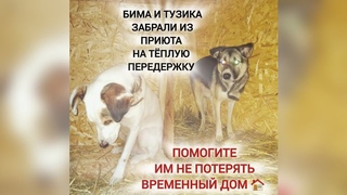 ❗️Помогите Биму и Тузику не потерять тёплую передержку🙏🐕🐕🏠