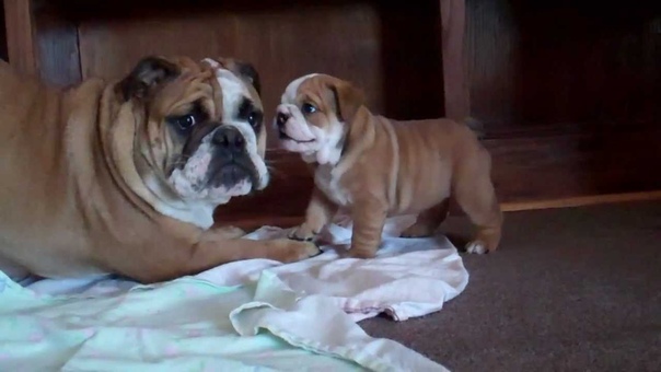 5 week old English Bulldog Puppy barking at 7 month