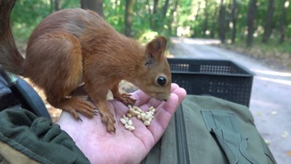 Молодые белки. Небольшая зарисовка / Young squirrels. A small sketch
