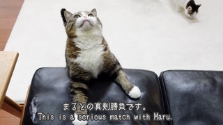それぞれの遊び方で楽しむねこ。-Cats enjoy their own way of playing.-