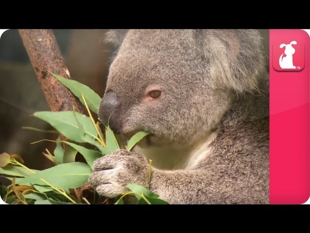 Bindi Robert Irwin feature Koala ( April) Growing Up