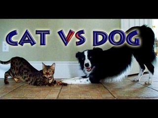Cat vs Dog: A Trick Contest