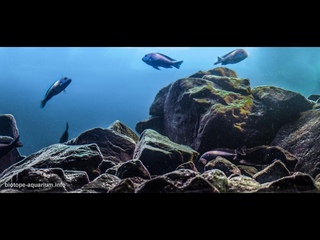 460l Akwarium-  Tanganika