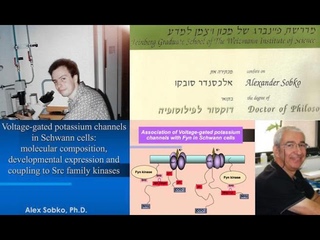 Regulation of potassium channels in Schwann cells. Part II, Findings & Discussion. by Alex Sobko.
