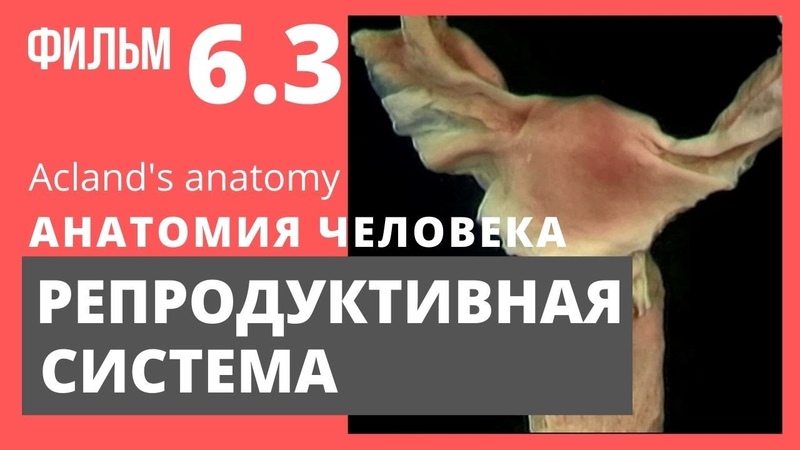 Репродуктивная система. Анатомия человека. Атлас Акланда.