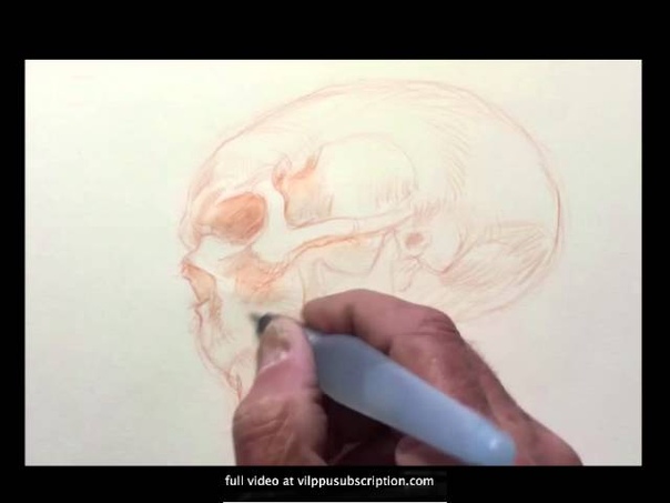 Vilppu Drawing of Skull No.