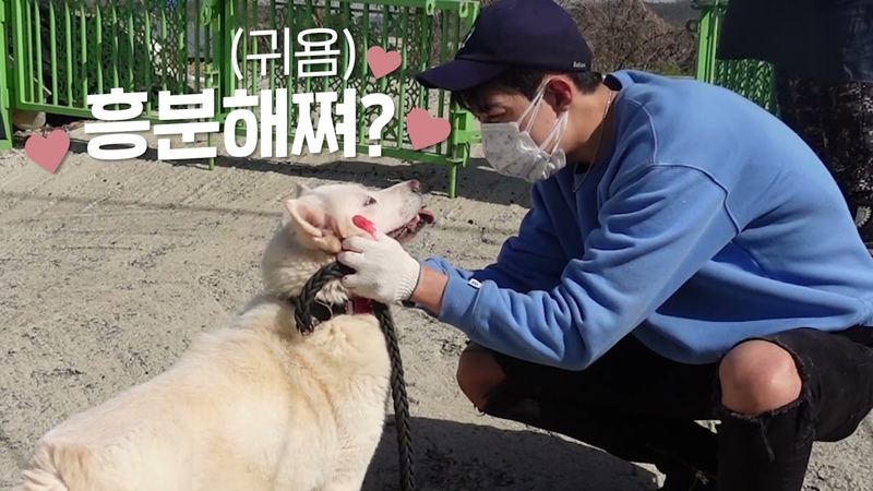 Lee Jung Shin on animal shelters Youtube channel Vol