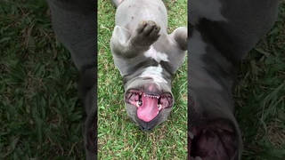 Comer, Beber, Brincar, Dormir e Relaxar - Minha Rotina #americanbully