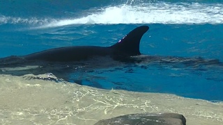 Rest in peace Amaya!!! we will miss you! Aug 19, 2021 - SW San Diego