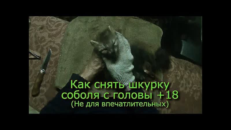 Как снять шкурку соболя с головы +18 Не для