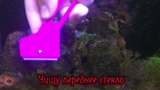 Уборка в морском аквариуме