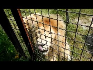 Елена Желябова: навестили лёвушек у Колеса обозрения Elena Zhelyabova: they visited the Ferris wheel