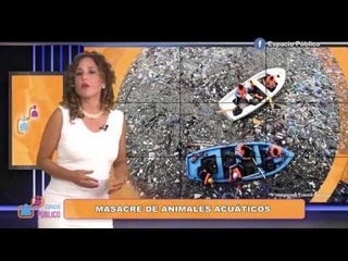 MASACRE DE ANIMALES ACUTICOS