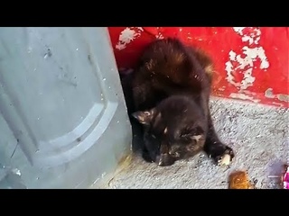Кошку на глазах у девушки сбила машина Она ползла в подъезд чтобы найти убежище Везем  в клинику cat