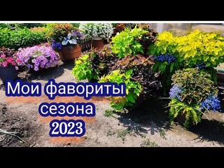 Колеусы, ипомеи, вербейник в цветочных композициях. Что получилось