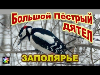 🐦 Пёстрый Дятел стучится в окно. Пернатые друзья