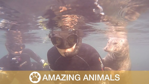 Seal of Approval Cute Seals Interact with Scuba