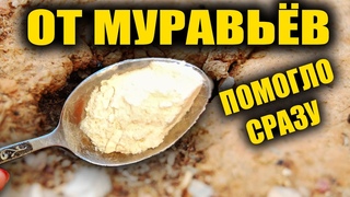Я не верила но от муравьев помогло прямо на глаза! Муравьи исчезли сразу навсегда!