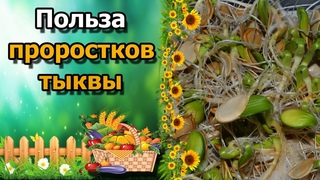 🎃ПРОРОСТКИ ТЫКВЫ – кладезь витаминов. Как пополнить организм витаминами. Здоровое питание.