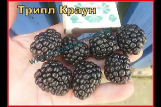 ТРИПЛ КРАУН -замечательный сорт крупноплодной ежевики.