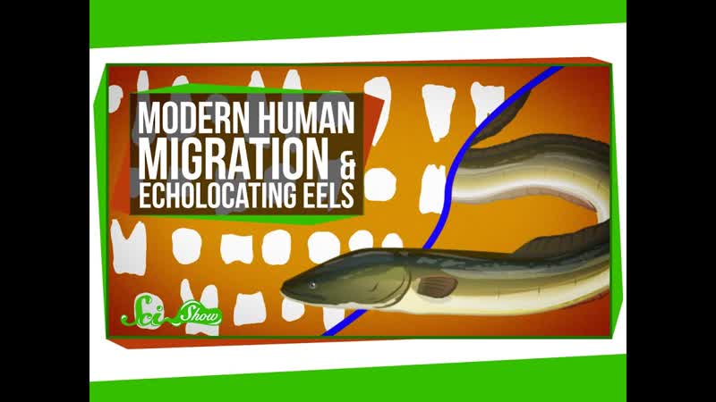 Modern Human Migration and Echolocating