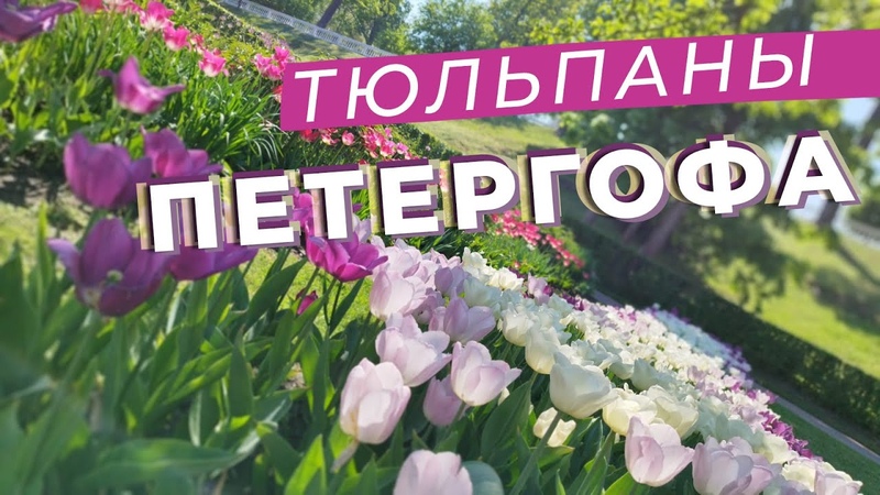 Тюльпаны