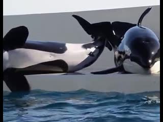 orcas in captivity