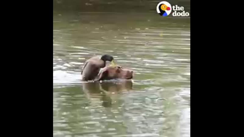 Duck Loves It When His Dog Brother Takes Him Swimming The Dodo