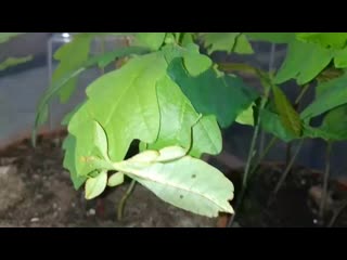 Phyllium philippinicum