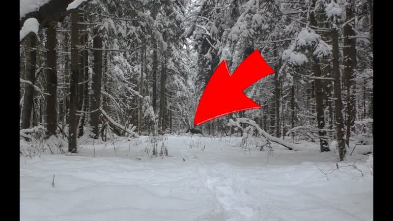 ЭКСКЛЮЗИВ, охота на лося, в