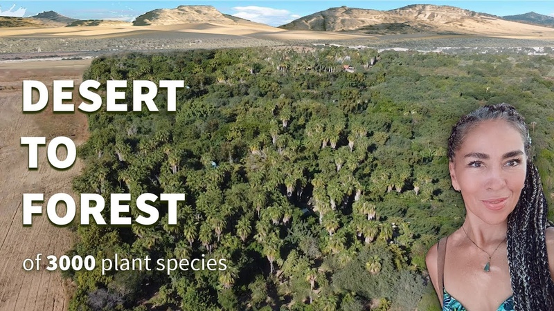 Ex Banker Grows A Forest In The Desert In 13