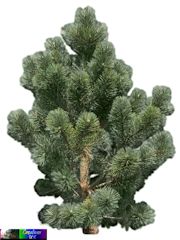 CUK-Bush-3