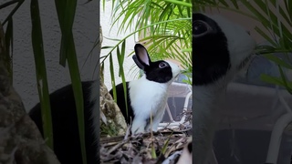 Rabbit goes from New York to Florida just to be irritated by noisy neighbors
