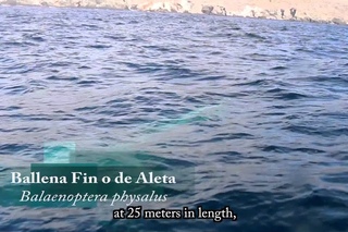 Ballena Azul, Fin y Jorobada (Balaenoptera musculus, Balaenoptera physalus, Megaptera novaeangliae)