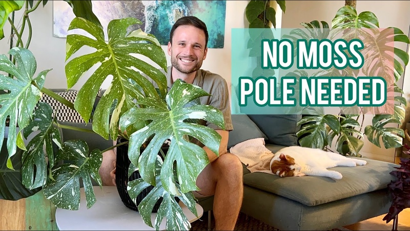 MONSTERA THAI CONSTELLATION Plant Spotlight Care