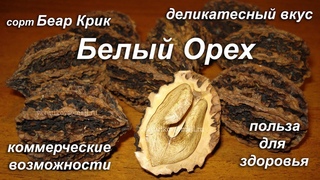 Белый Орех