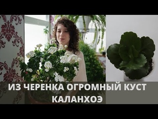 Гигантский каланхоэ из черенка. Комнатные цветы. //Валентина Земскова