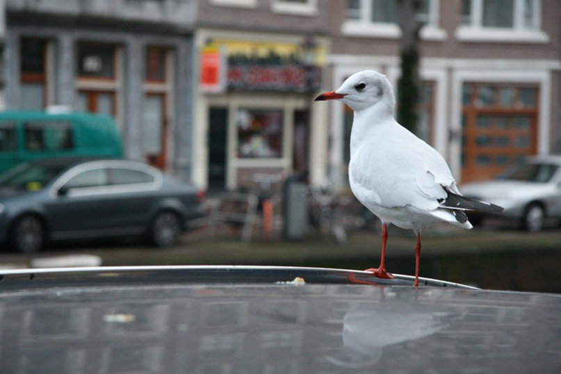Ольга Рощенко | Москва