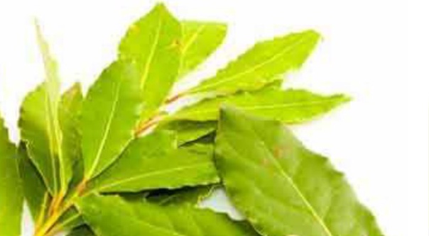 العلاج بالاعشاب والطب البديل Posts Vk