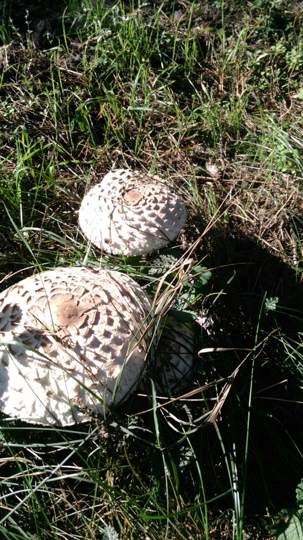 Марина Маркова | Чернянка