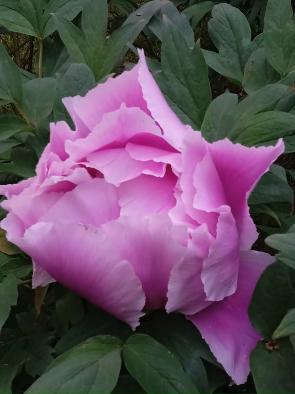 Лилия Храмова | Санкт-Петербург