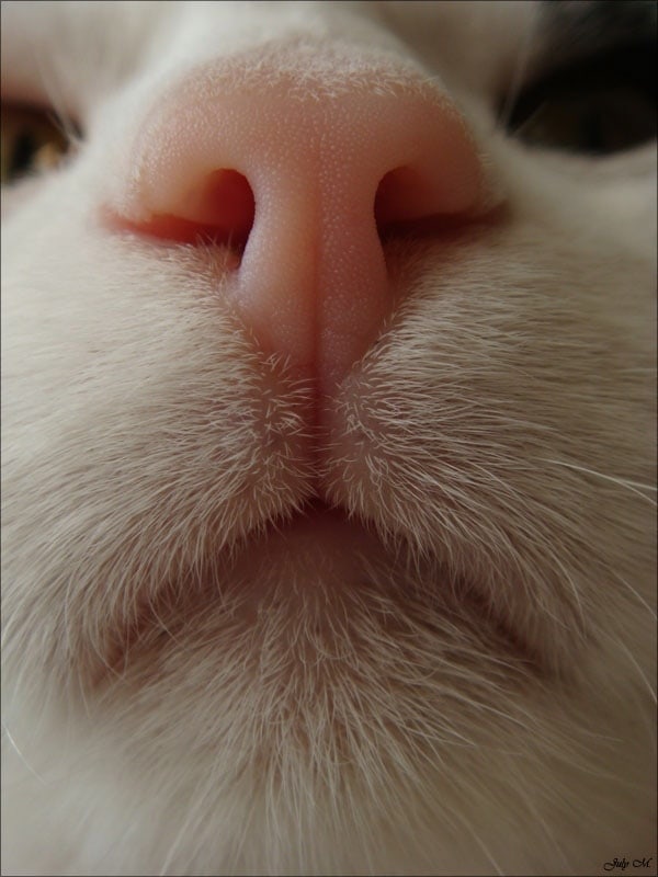 Губы у кошки фото Губы у кошки фото