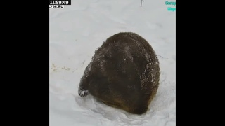Мансур 🟤 Hunting the feet 😊🐾⛄