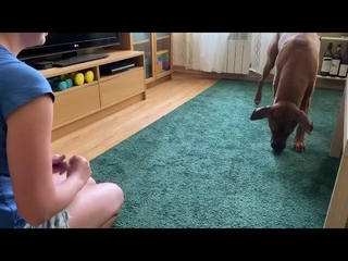 Игра мышка
