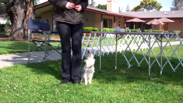 Brito behavior chain of heeling in a busy