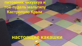 КАКАШКИ НАСТОЯЩИЕ В ПИТОМНИКЕ ЧИХУАХУА И ТОЙ-ПУДЕЛЬ МАЛЬТИПУ КАСТРОПУЛО КРЫМ